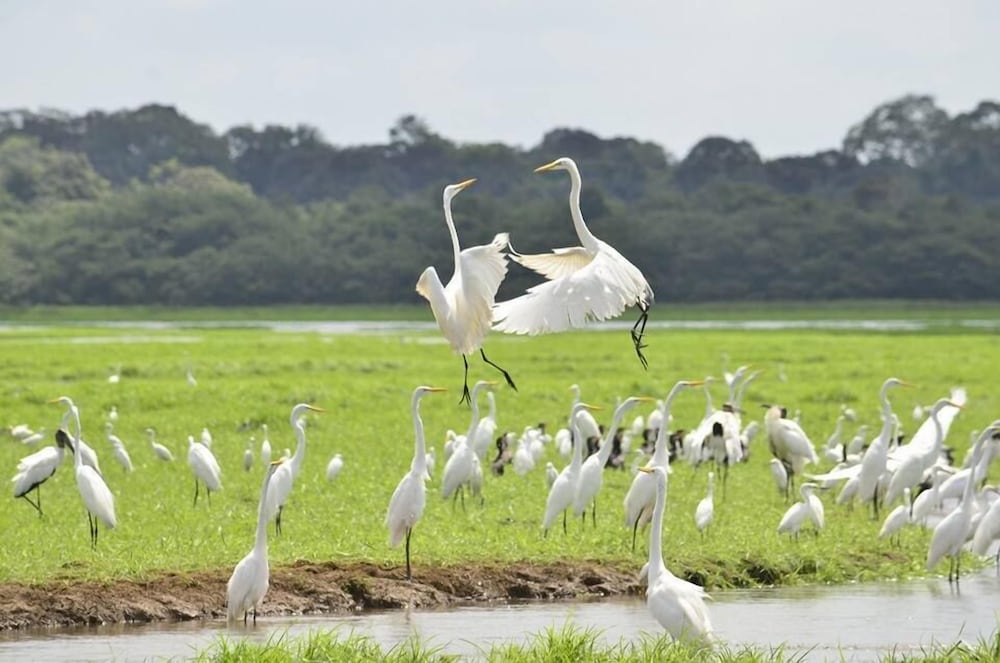 Caño Negro Wetlands Lodge