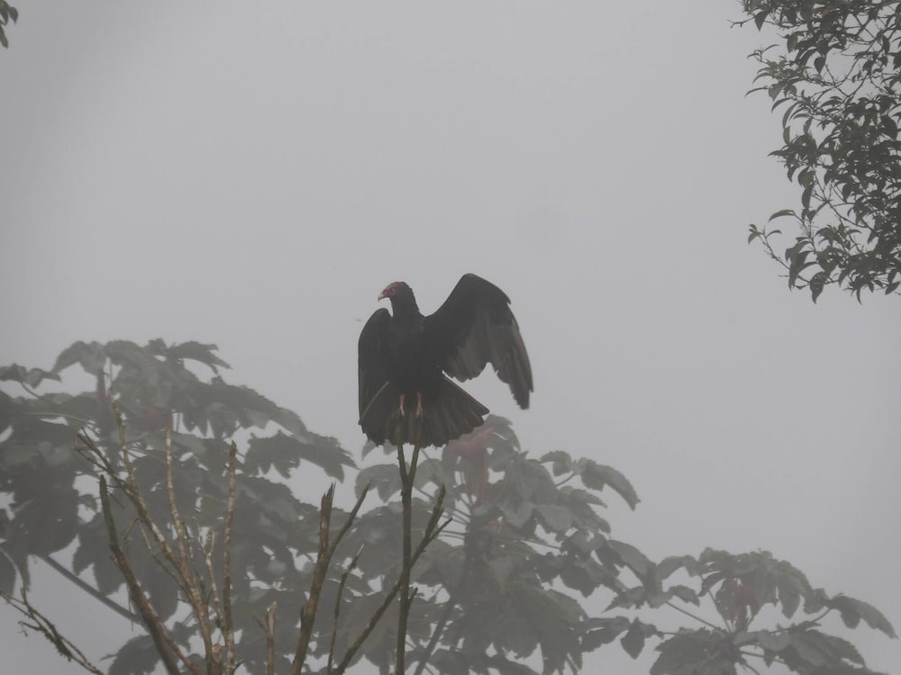 Pura Vidaville - Toucan's Nest