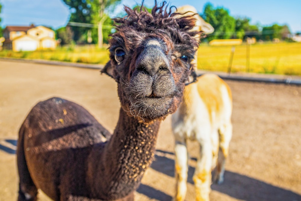 The Farmhouse at Grand Valley Getaway w/ Alpacas! view 5