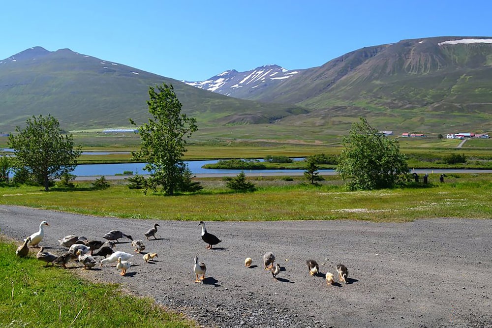Höfði Cottages