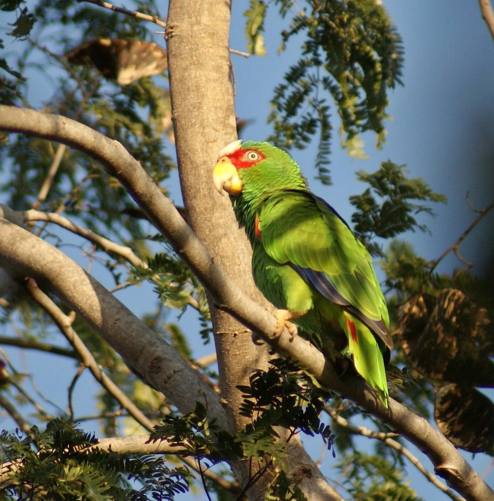 Mini Pini Birdwatching and Cenote Loft4 you Only
