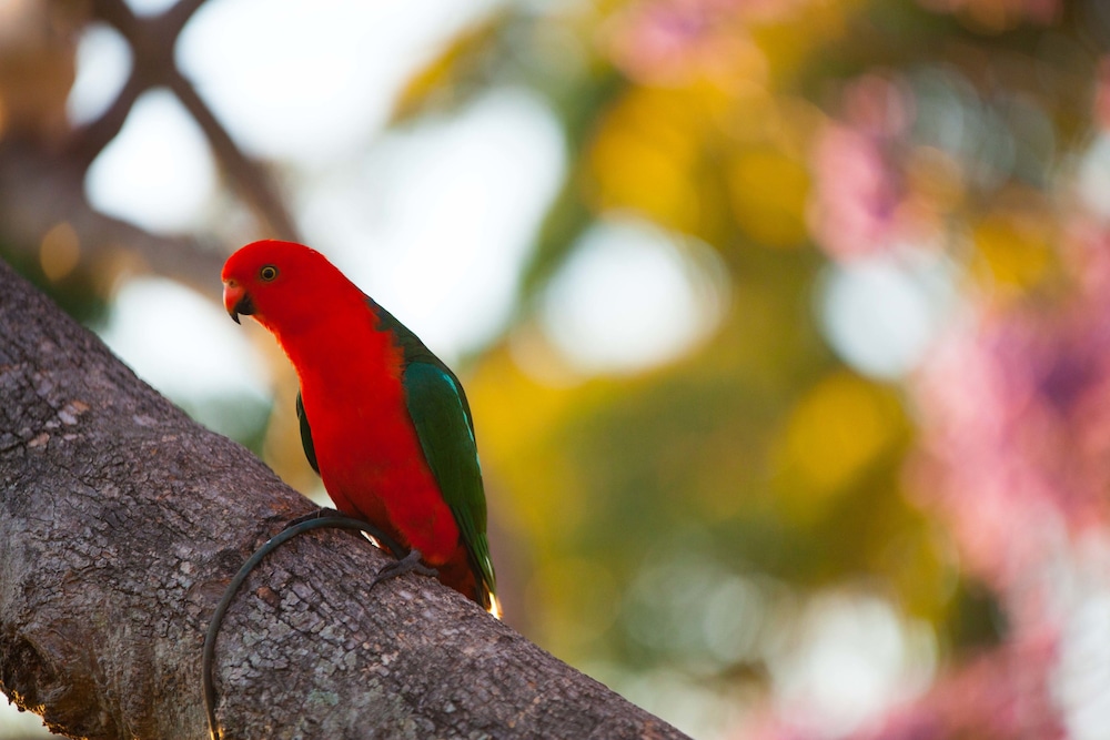 Tamborine Mountain B&B