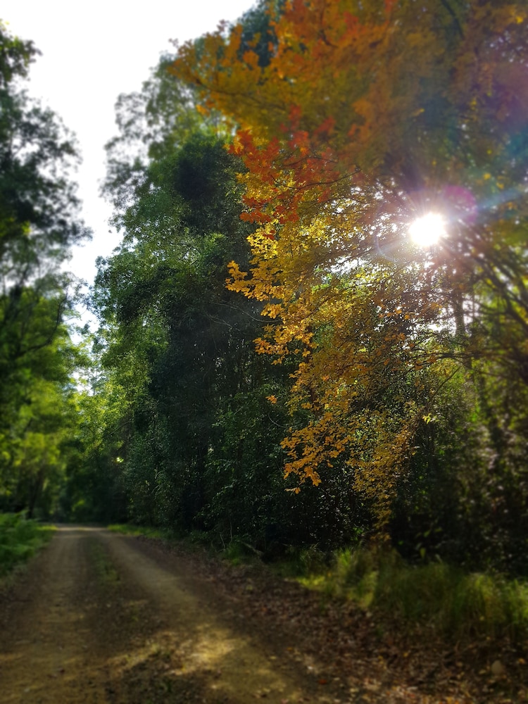 Carawirry Forest Escape