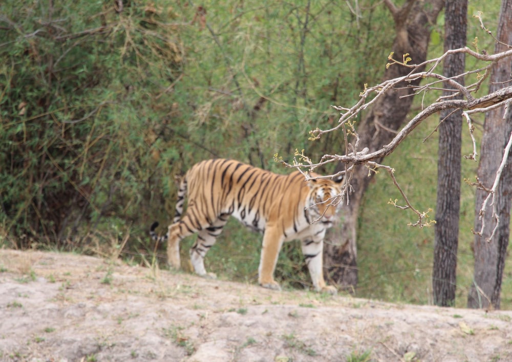 Tigertops Karnali Lodge