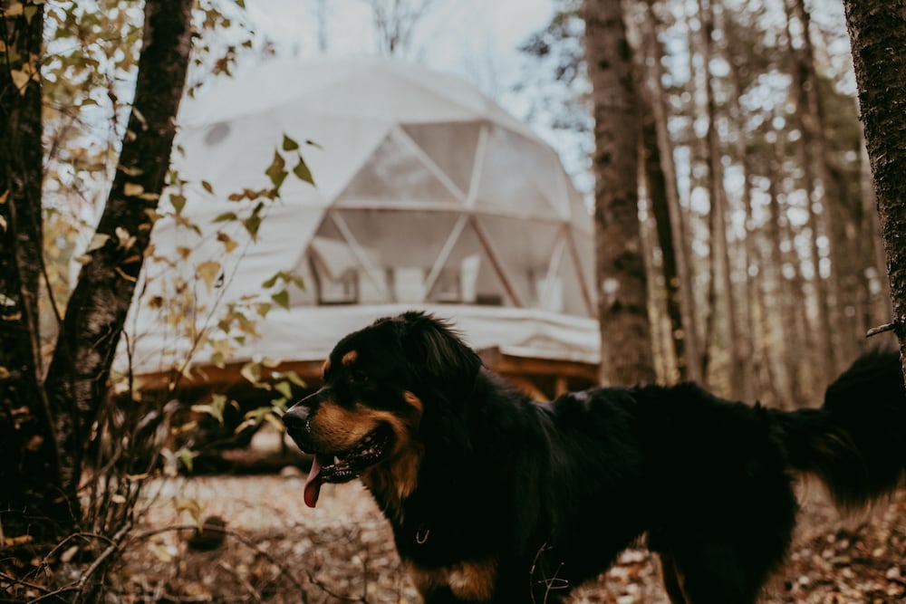 Glamp Camp