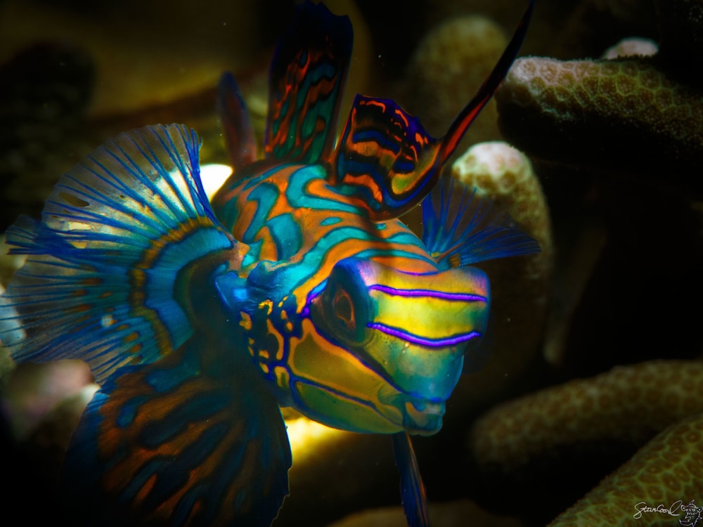 Turtle Bay Dive Resort