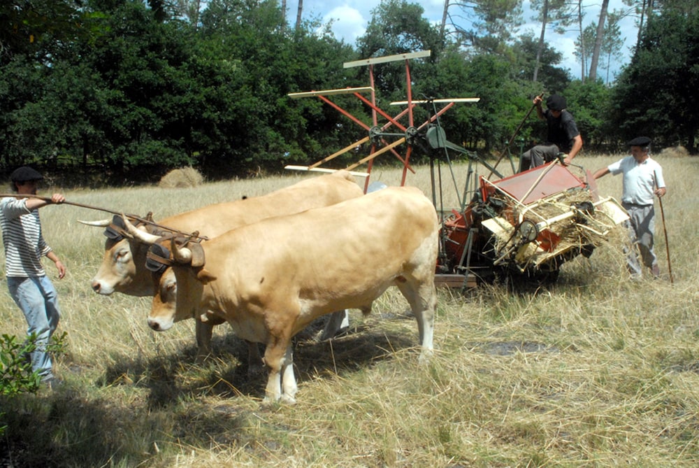 Les Arbousiers en Sabres