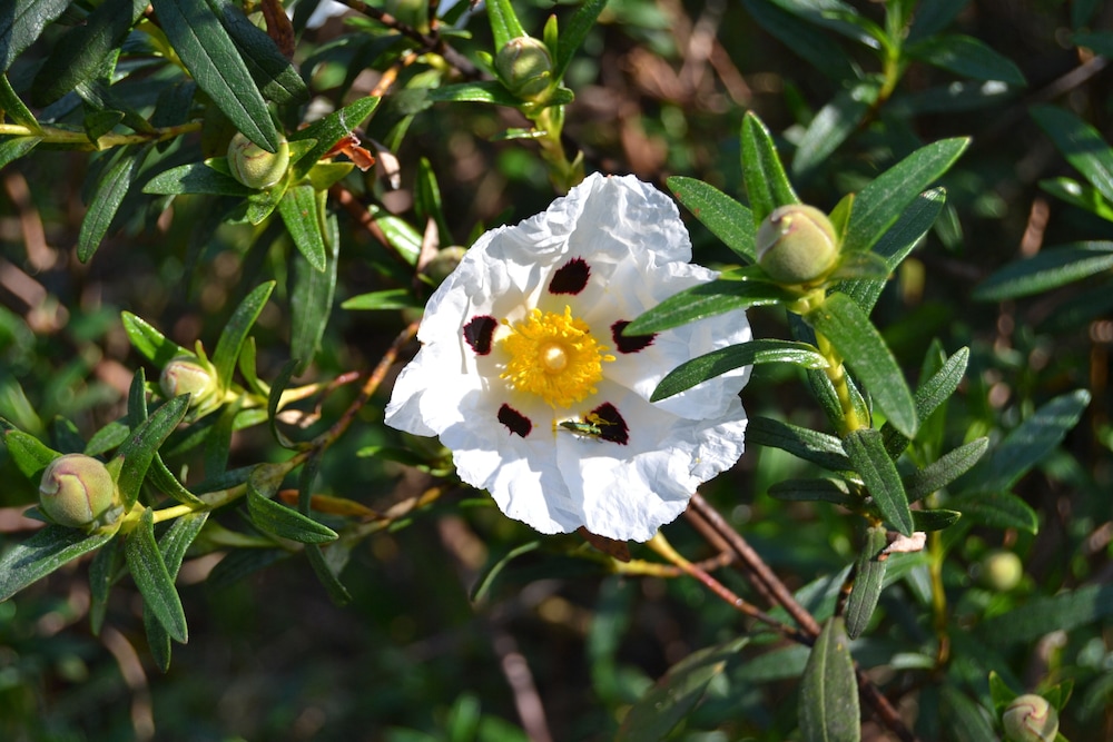 Photo 44
