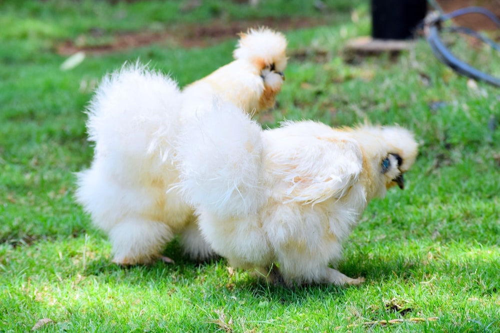 Manas Resort with Petting Zoo