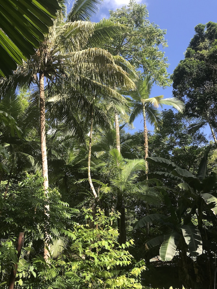 Daintree Crocodylus