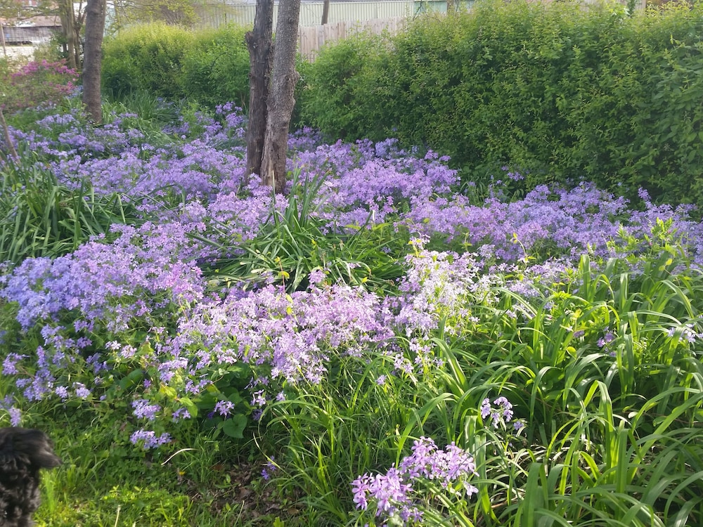 Spahn House Bed and Breakfast - Property Image 9