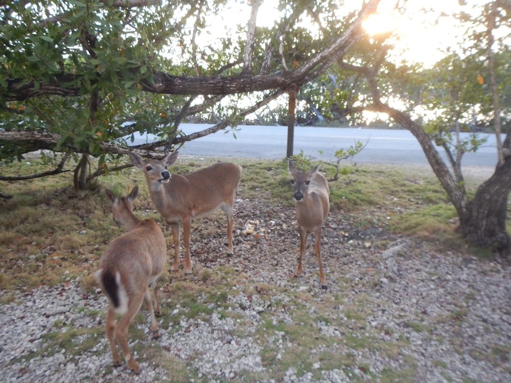 Ed & Ellen's Lodging Big Pine Key