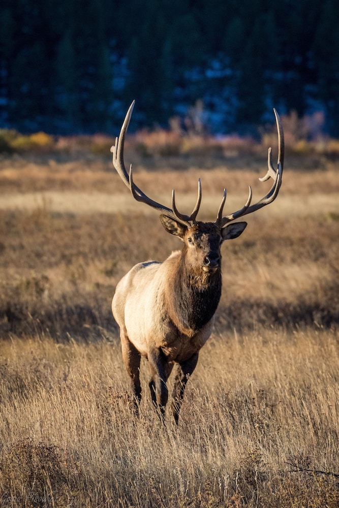 Estes Park Vacation Lodging