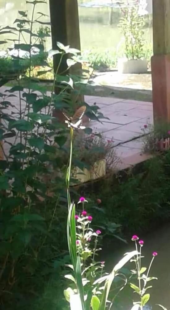 Linh Soi Homestay - Hostel