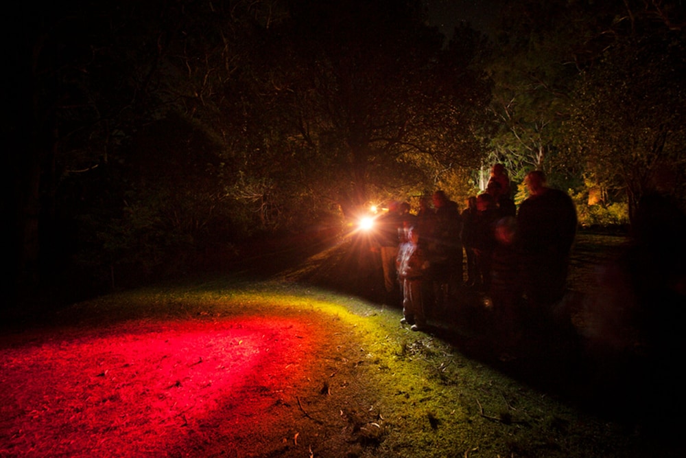 Binna Burra Sky Lodges 42