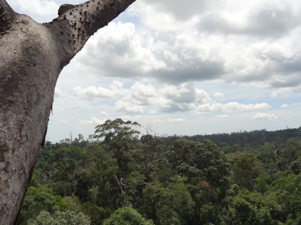 Samboja Lodge