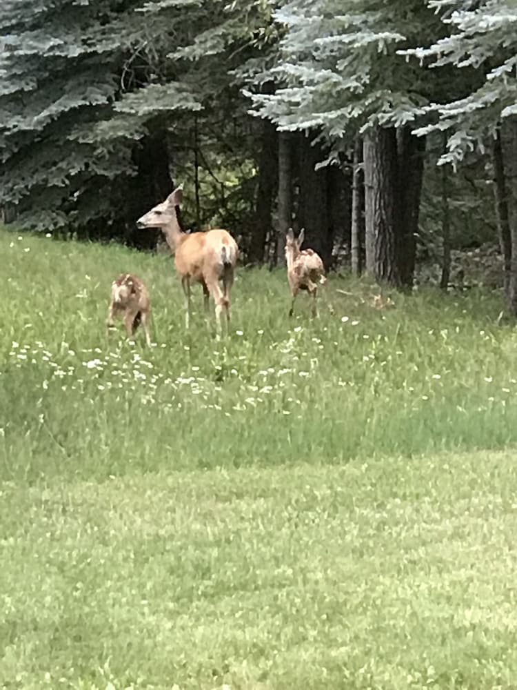 Bear Paw Lodge
