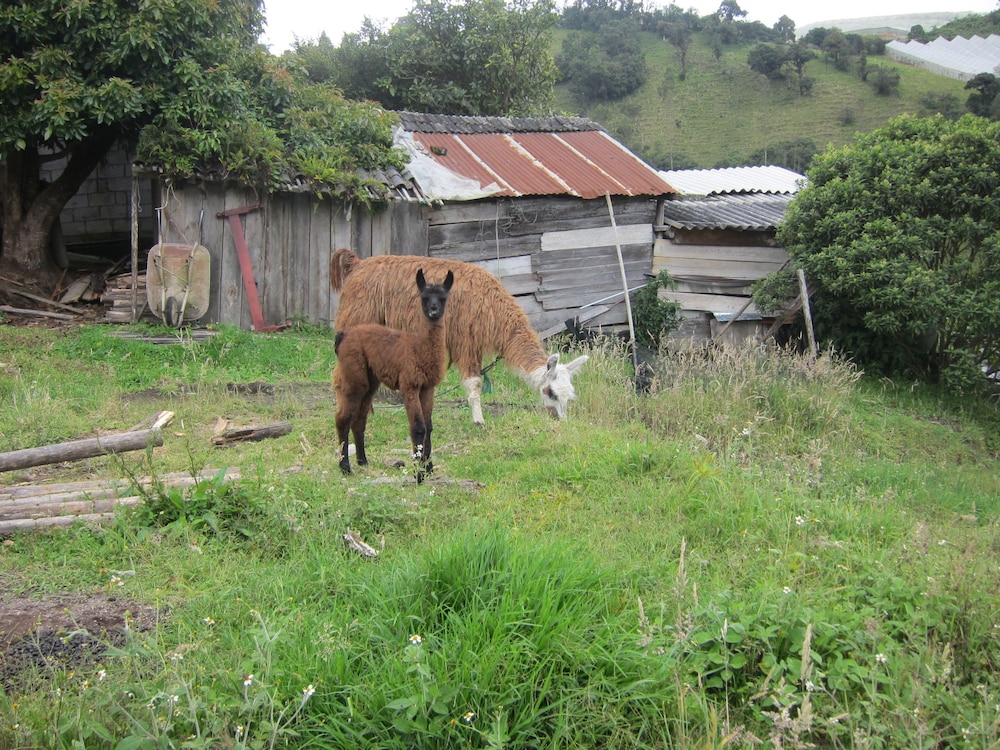 Rutun Orquídeas