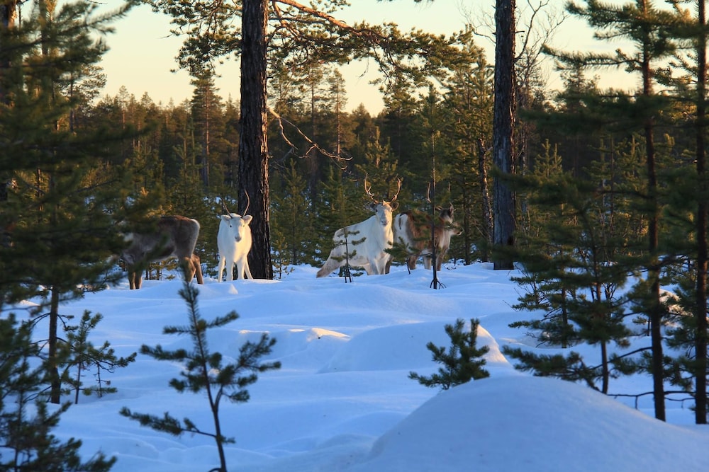 Sporthotell Särna