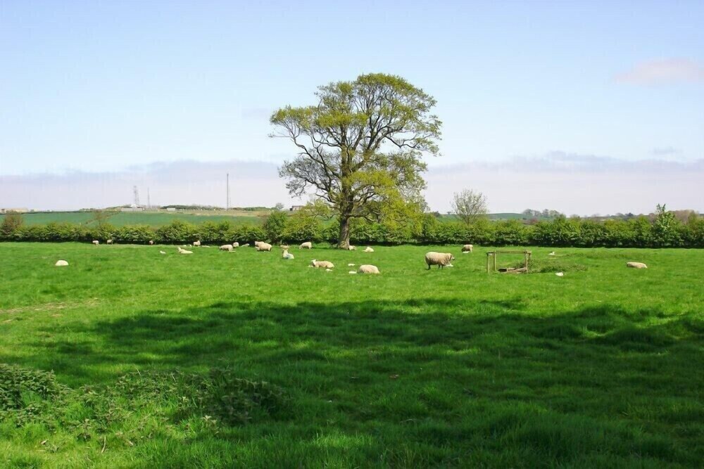 Plumtree Cottage