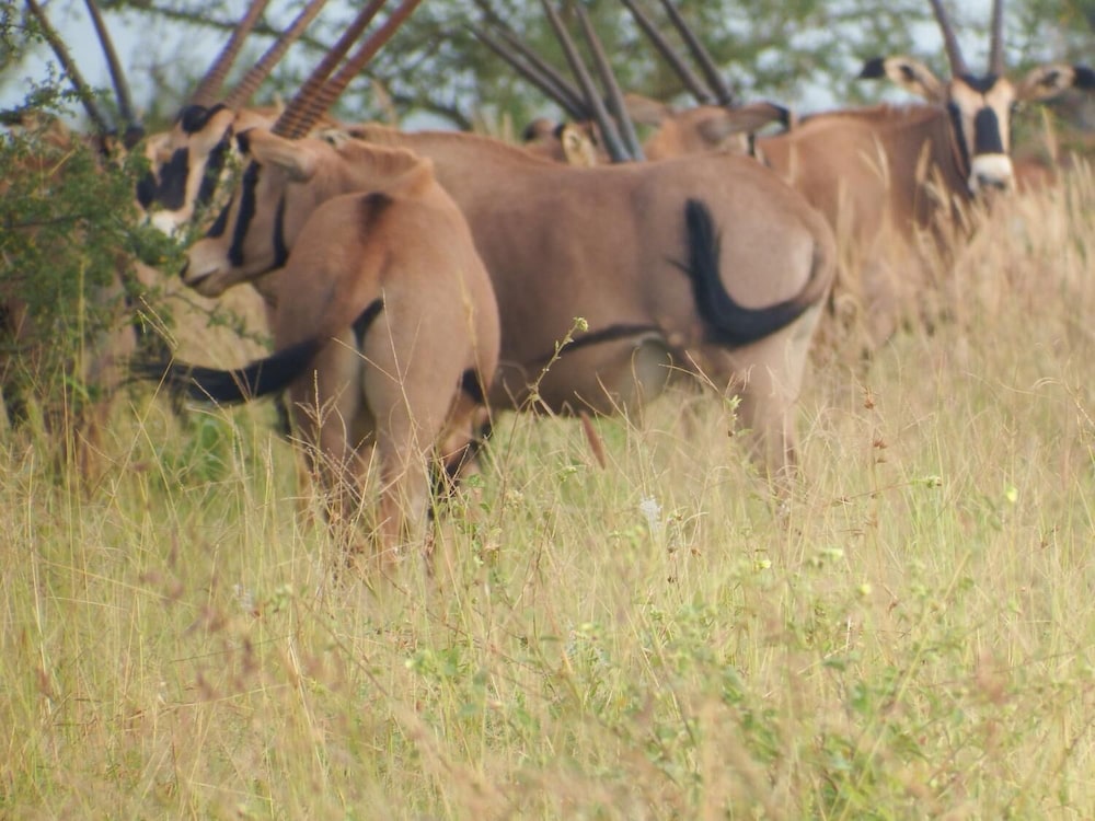 Lake Jipe Safari Camp