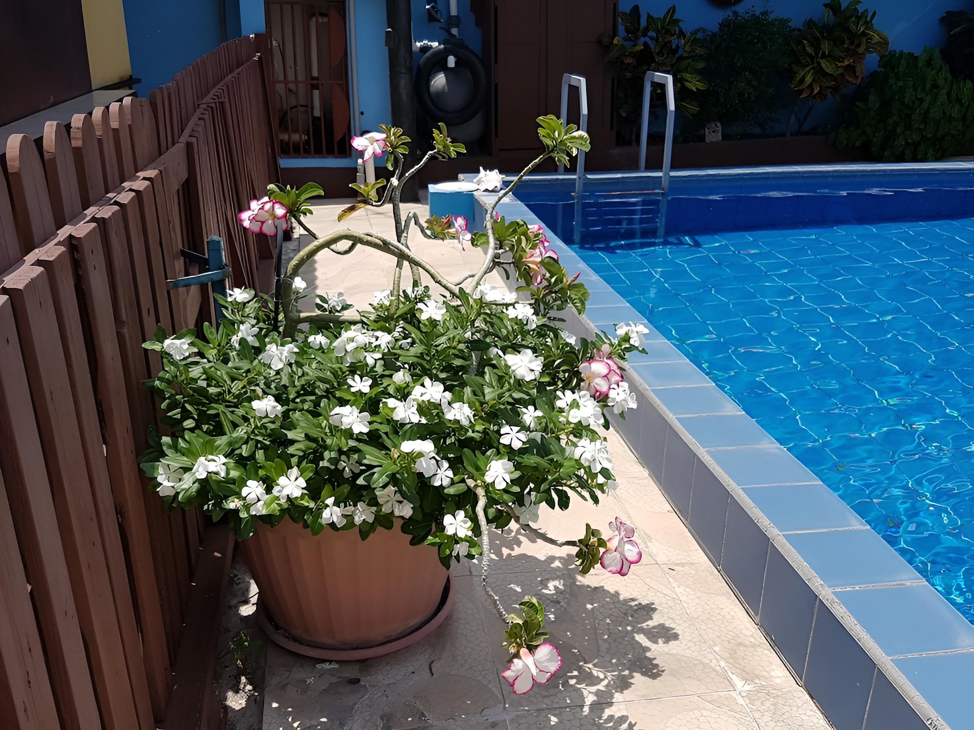 Apartamentos Cecil Paradise