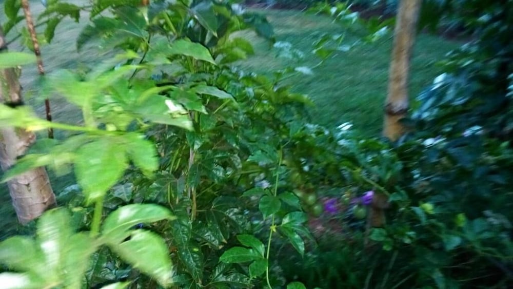 Mt. Kenya Riverside Retreat view 4