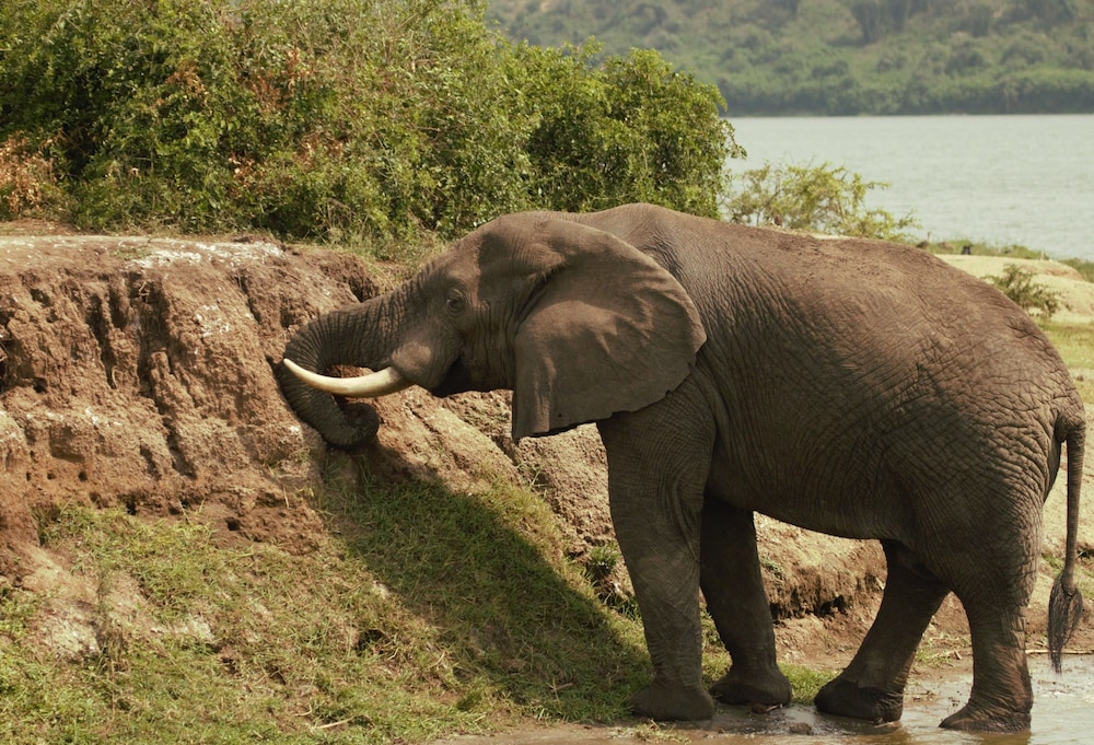 Kasenyi Safari Camp