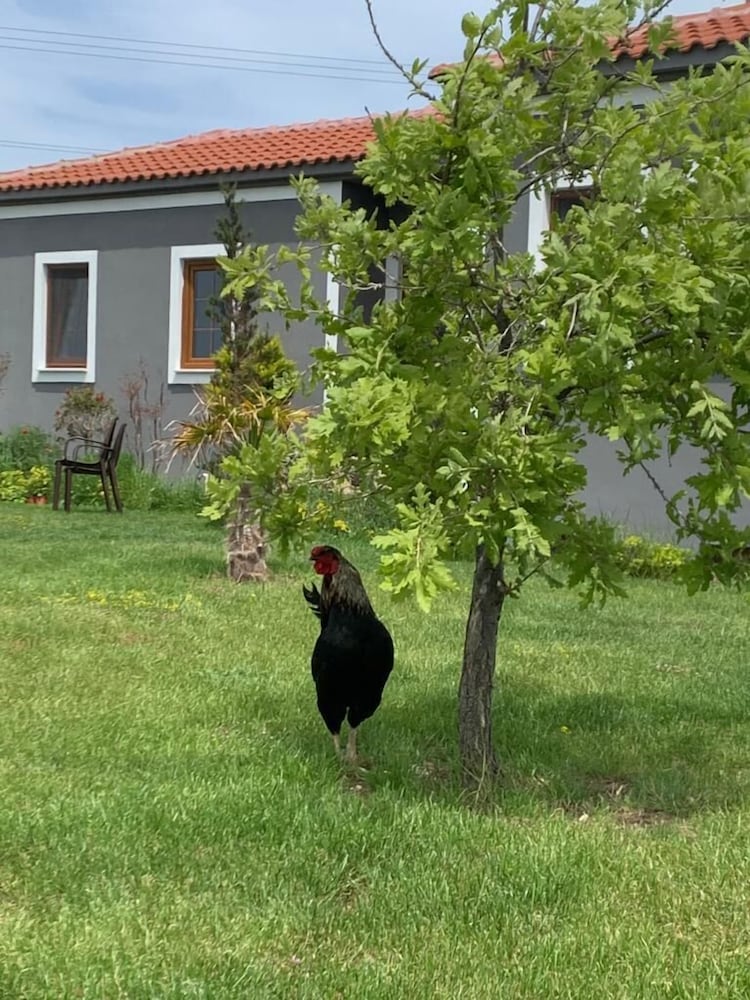 Adayel Butik Otel ve Bağ Evi - Image 46