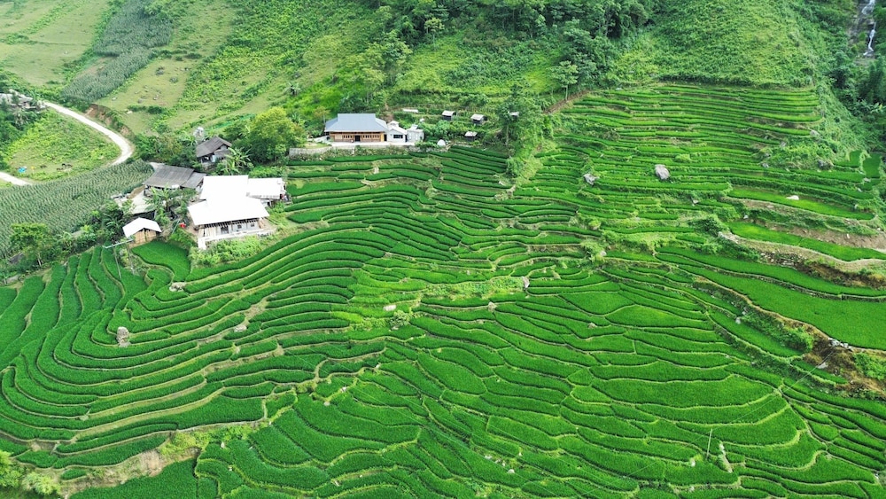 Bees Homestay Sapa & Trekking