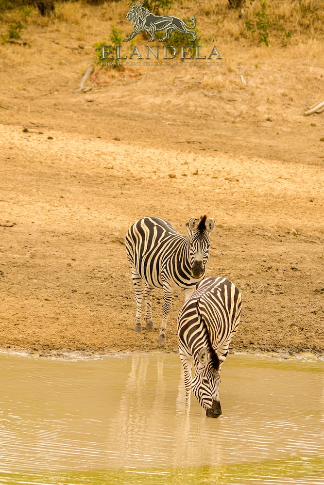 Elandela Private Game Reserve & Luxury Lodge