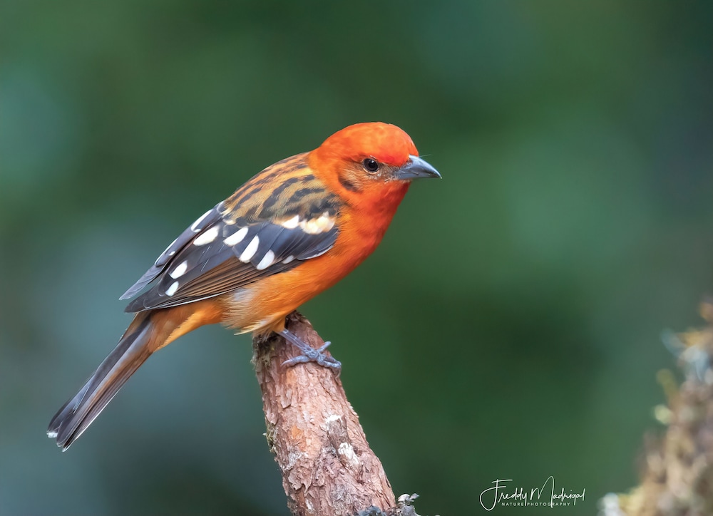Sueños Natura Birding & Photography
