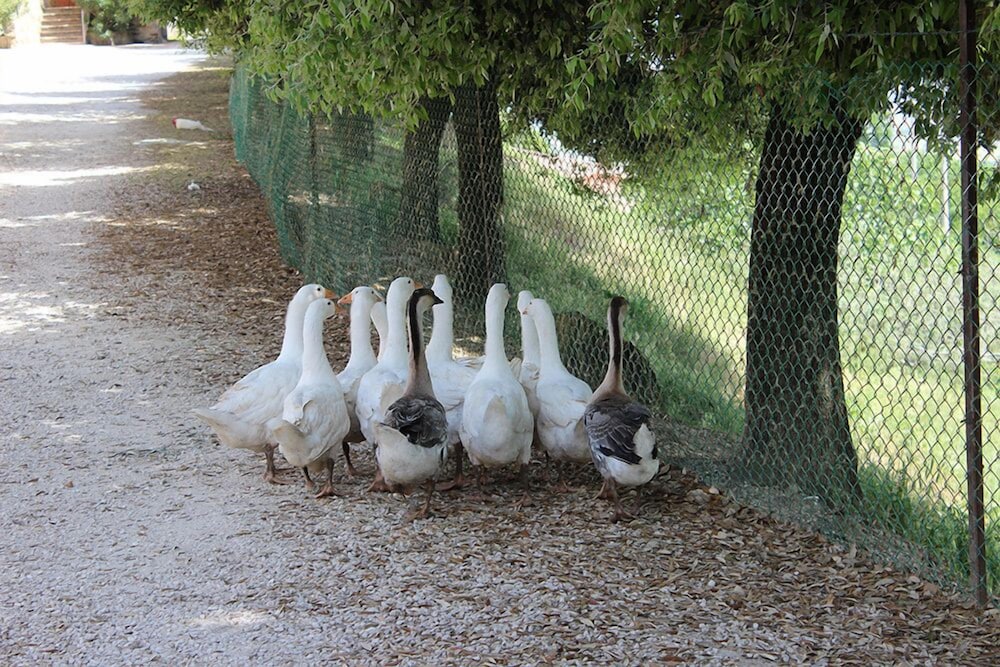 Agriturismo Fratelli Angelucci, Billede 19