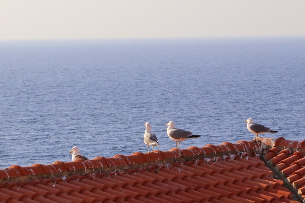 roof