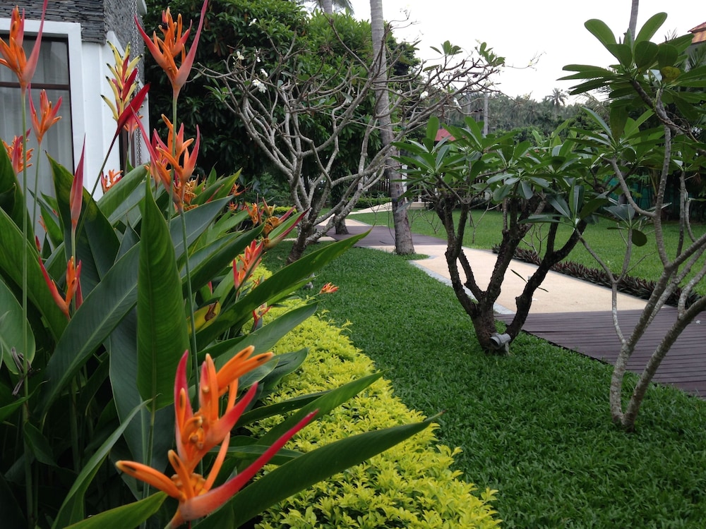 Lotus Samui