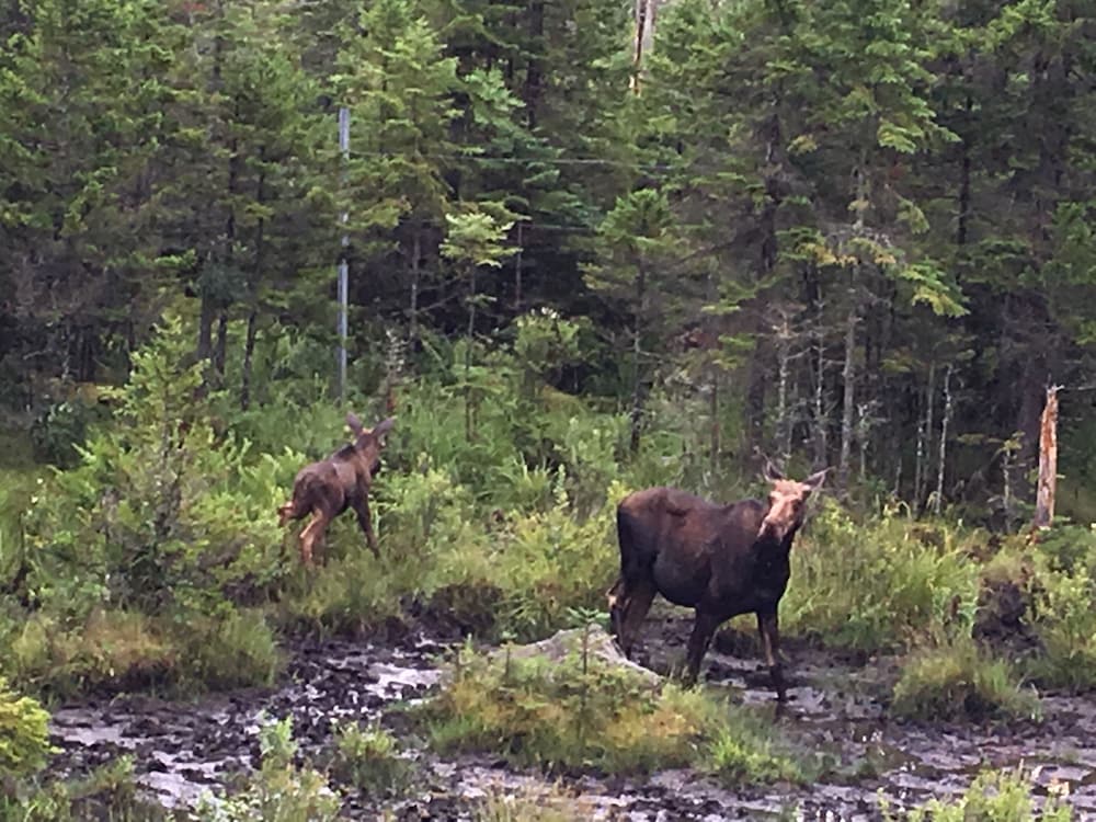 Moose Lodge and Cabins by Bretton Woods Vacations