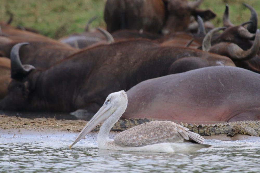 Kasenyi Safari Camp