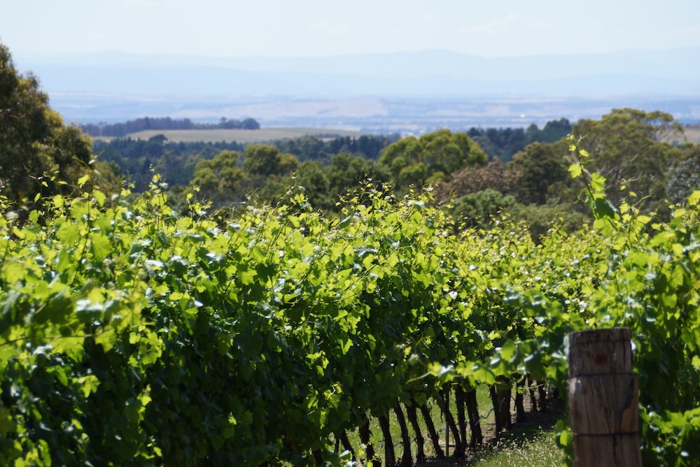 Gisborne Peak Winery Cottages
