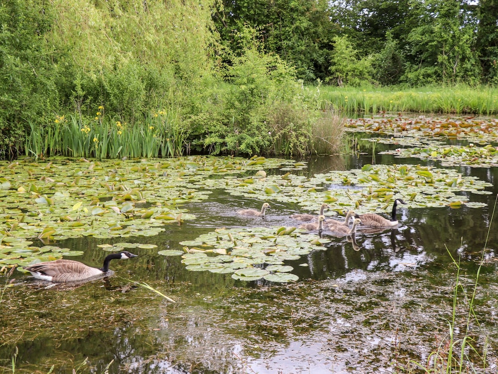 Meadow Lodge @ Berrys Place Farm