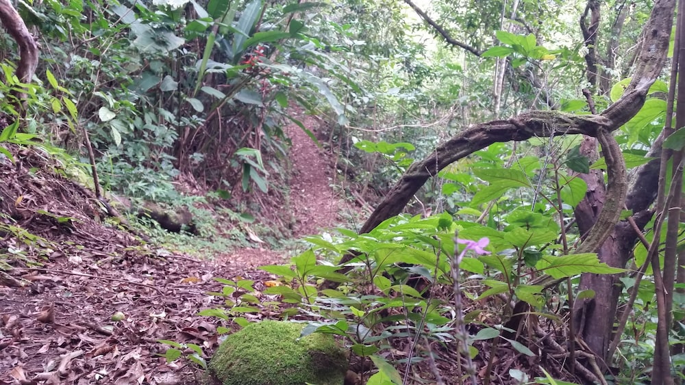Los Pinos Cabanas y Jardines