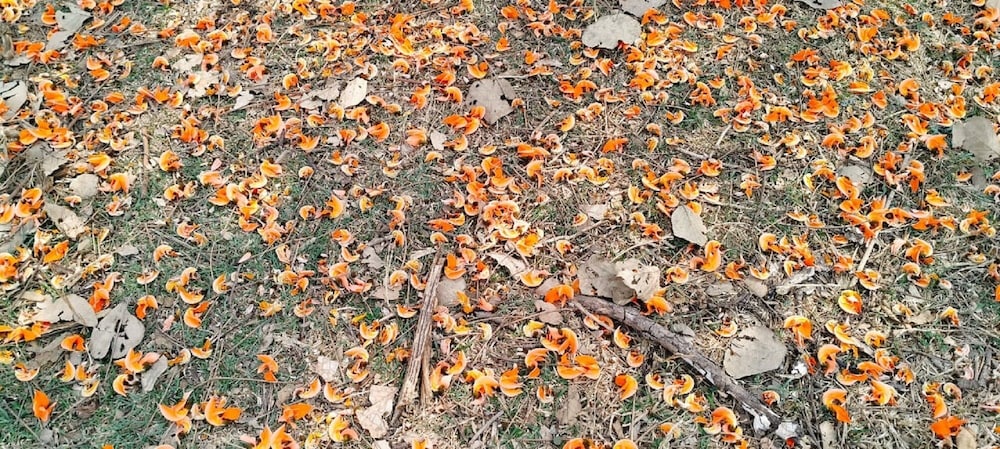 Nature4 Resort