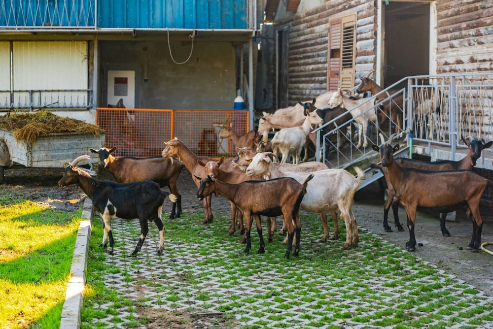 The Animals Farm Double Room