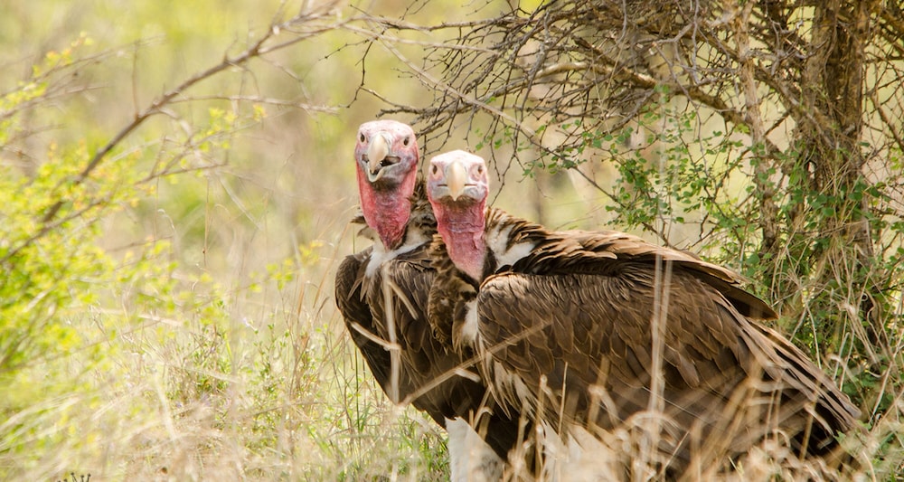 Elandela Private Game Reserve & Luxury Lodge