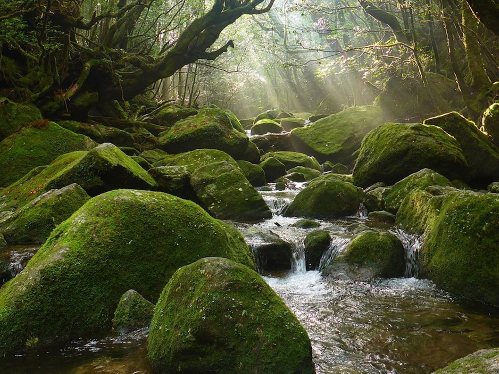 Sankara Hotel & Spa Yakushima 71