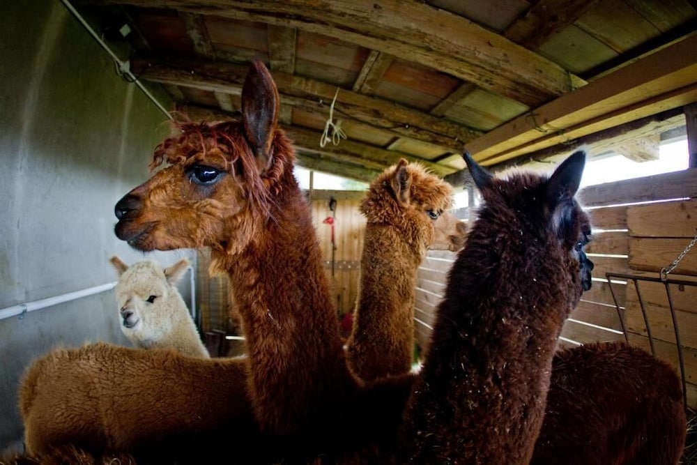 Cascina Vecchia Alpacas B&B