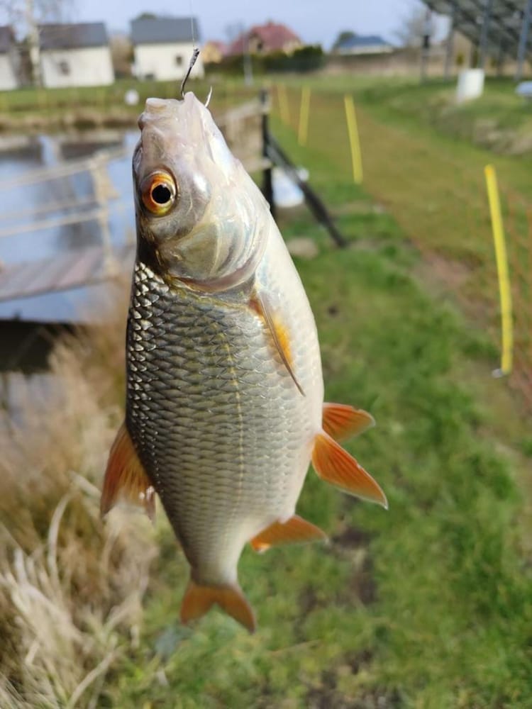 Holiday Home, 3 Bedrooms, Fishing Pond, Sauna