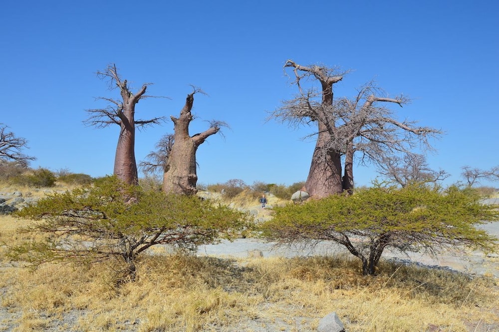 Phudzi Resort T/A Makgadikgadi Adventures