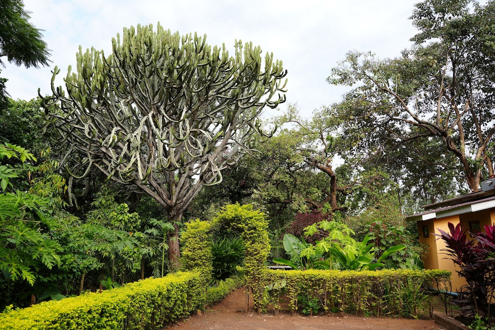 jacaranda homestay view 5