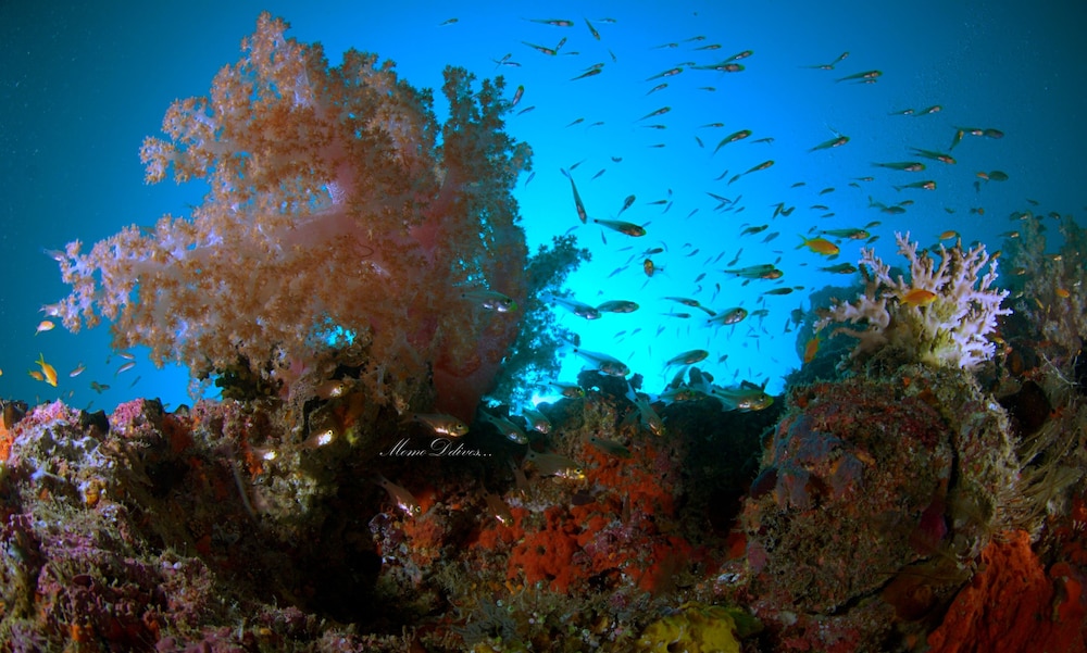 Annama Lodge And Dive