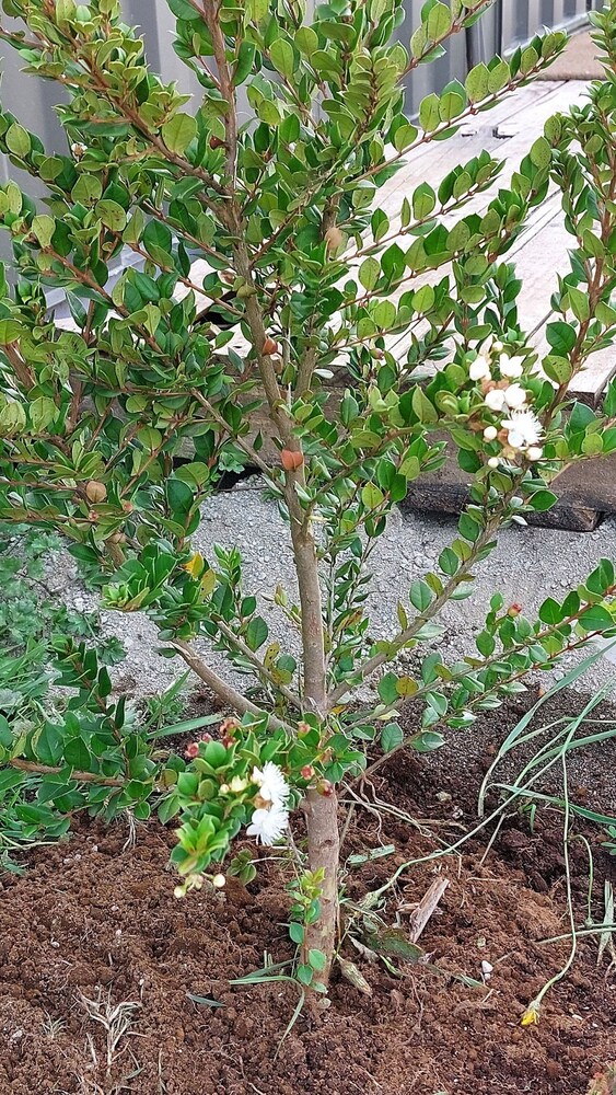 Cabañas ecológicas